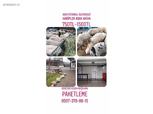 Koc Istanbul Sultangazi Adak Kurban Kesim Merkezi Sahibinden Comda 765093131