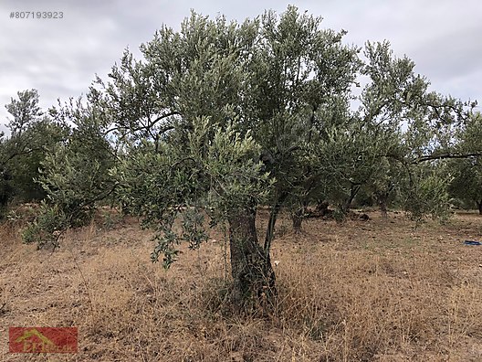 Çanakkale Ezine Ev Emlak Arsa Ofisi Emlak ilanları