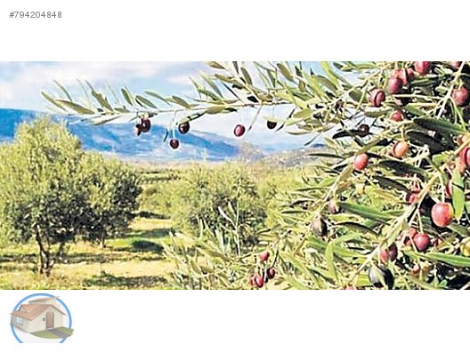 Antalya Dosemealti Mtn Emlak Emlak Ilanlari Sahibinden Com Da