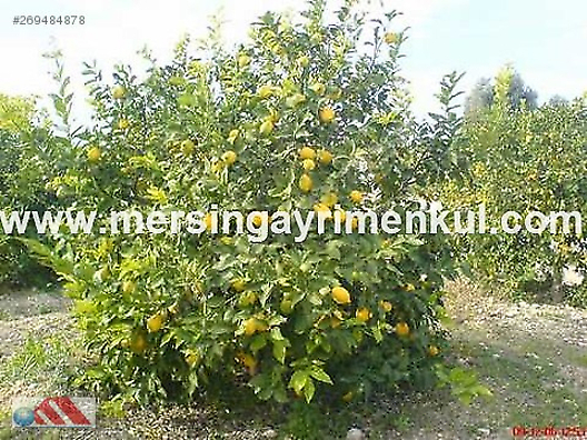 Mersin Yenisehir Mersingayrimenkul Emlak Ilanlari Sahibinden Com Da