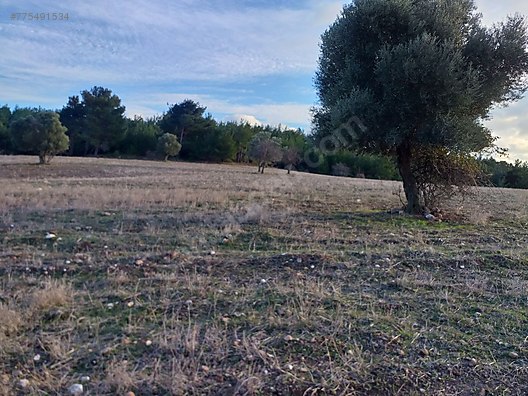 Canakkale Bayramic Ormana Ekli Satilik Tarla Satilik Arsa Ilanlari Sahibinden Com Da 864202666
