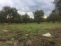 Orhangazi Satilik Arsa Ilanlari Ve Fiyatlari Sahibinden Com Da 3