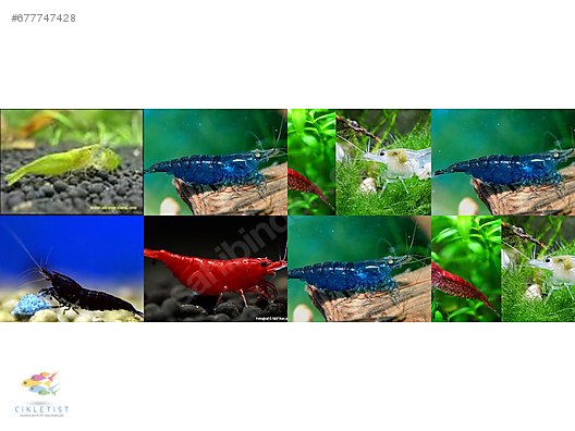 cikletist akvaryum petshop sahibinden