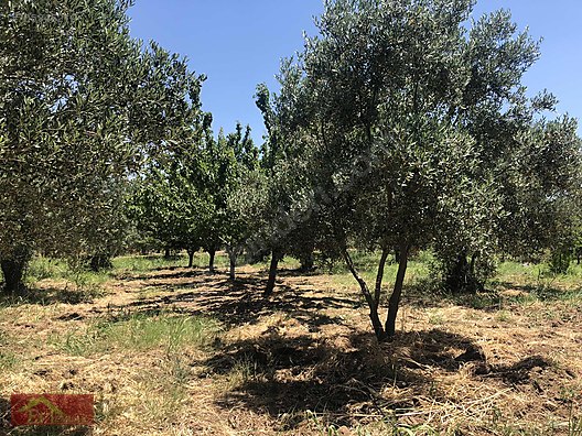Çanakkale Ezine Ev Emlak Arsa Ofisi Emlak ilanları