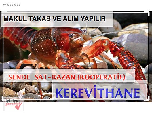 hayvanlar alemi satilik ve sahiplendirme ilanlari sahibinden com da
