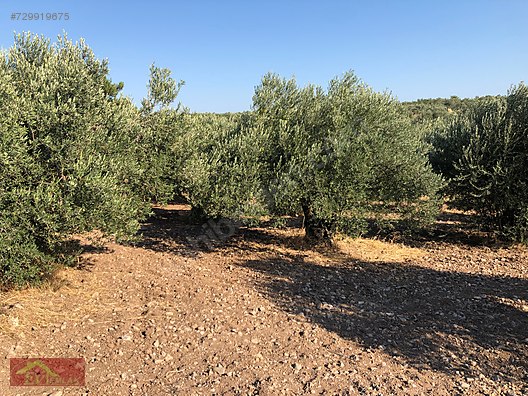 Çanakkale Ezine Ev Emlak Arsa Ofisi Emlak ilanları