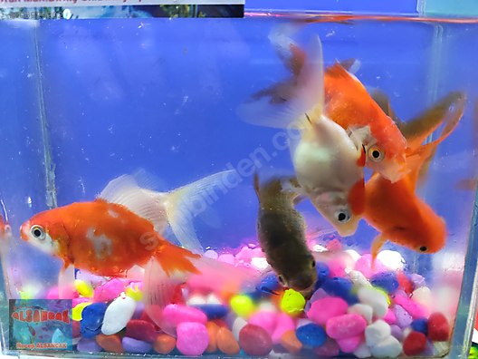 Ankara Sincan Alsancak Petshop Hayvanlar Alemi Ilanlari Sahibinden Com Da