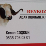 Istanbul Beykoz Adaklik Istanbul Hayvanlar Alemi Ilanlari Sahibinden Com Da