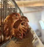 MERVENİN TAVUK ÇİFTLİĞİ