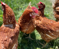 DERYA'NIN TAVUK ÇİFTLİĞİ