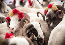 ÜMRANİYE ADAK KURBAN