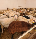 ZEYTİNBURNU ADAK KURBAN SATIŞ MERKEZİ