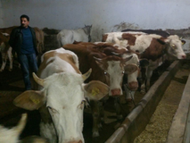 Kars Güneş Hayvancılık