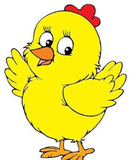 TAVUK CİVCİV & ÇADIR VE EKİPMAN